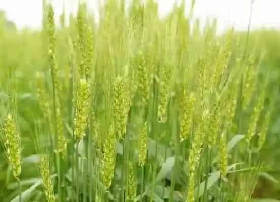 植物百科|小麦是什么花序类型 属于穗状花序