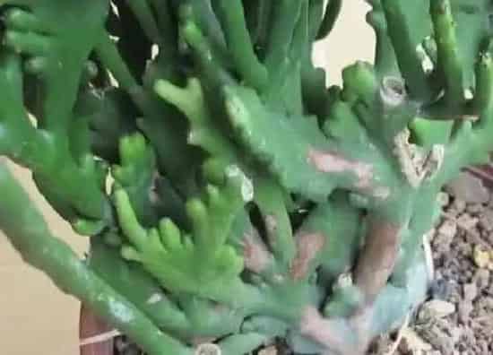 植物百科|光棍花又叫什么花