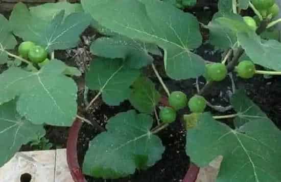 养殖科普|无花果花盆里如何养护长得壮（盆养无花果怎么养殖结果多）