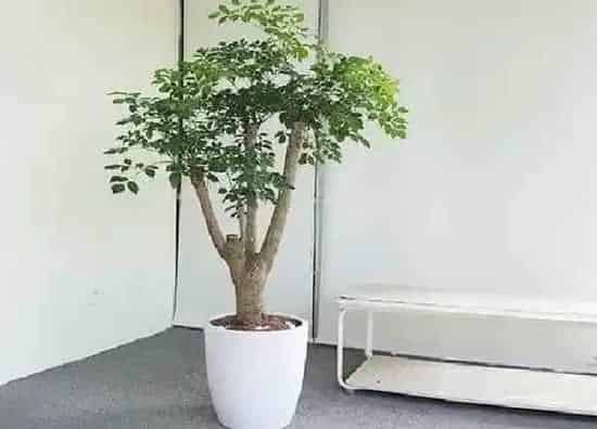 养殖方法|平安树怎么养才长得好 怎样养好平安树以及注意事项