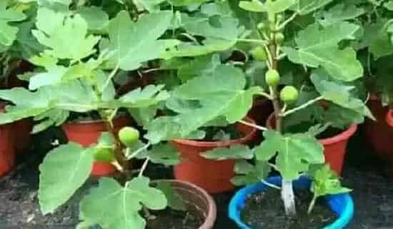 养殖科普|无花果花盆里如何养护长得壮（盆养无花果怎么养殖结果多）