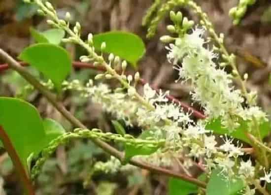 茎部|藤三七块茎繁殖与种植方法