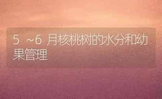 5～6月核桃树的水分和幼果管理 | 瓜果种植
