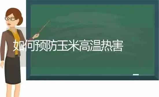 如何预防玉米高温热害 | 粮油作物种植