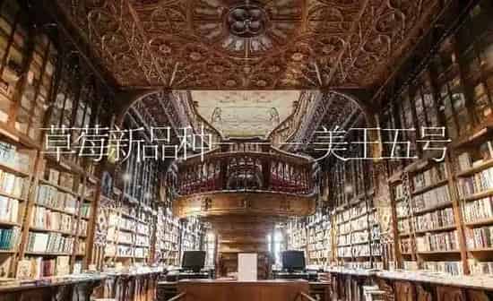草莓新品种---美王五号 | 瓜果种植