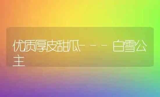 优质厚皮甜瓜---白雪公主 | 瓜果种植