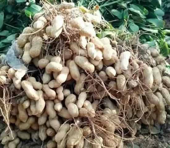 种植管理|花生什么时候收获最好，几月份是花生最佳收获时间）