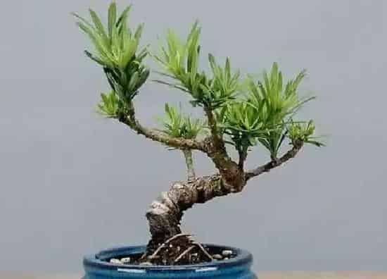 植物浇水|罗汉松可以用茶水浇吗