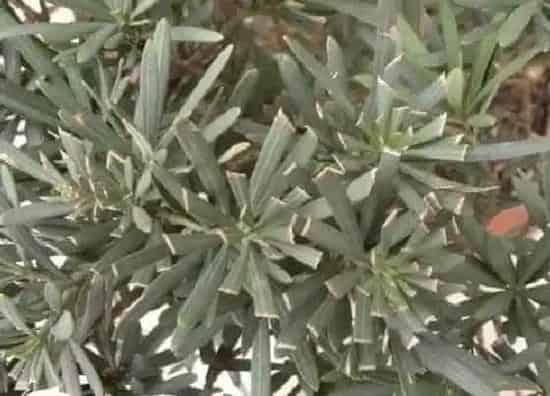 植物虫害|罗汉松病虫害防治技术与方法