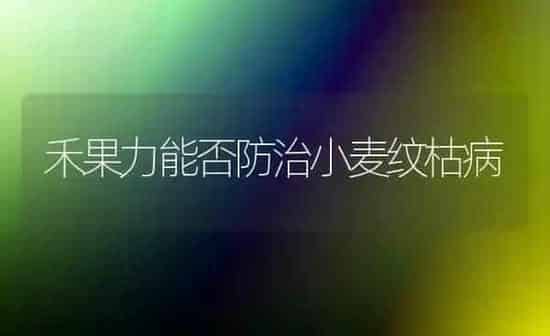 禾果力能否防治小麦纹枯病 | 瓜果种植