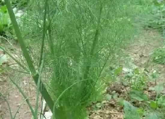 种植方法|小茴香的种植方法和时间