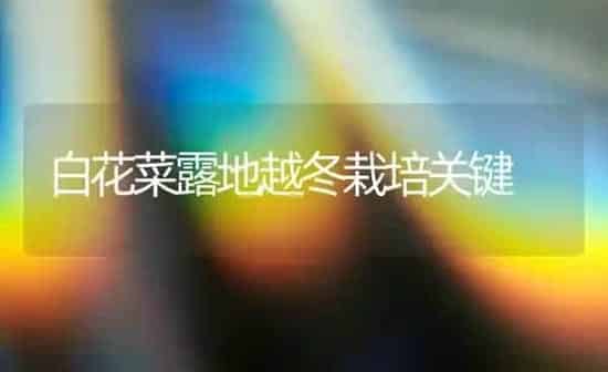 白花菜露地越冬栽培关键 | 蔬菜种植