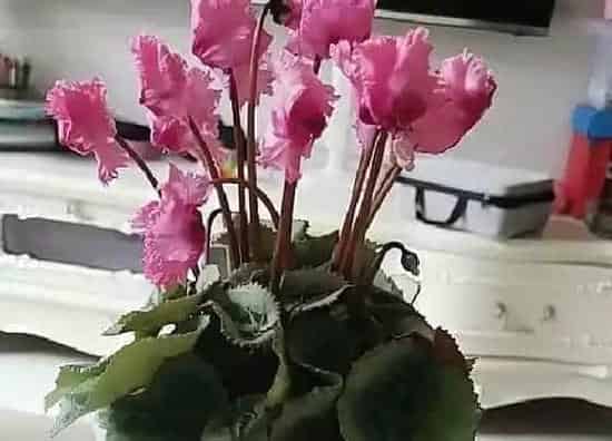 绿植|属猴种什么植物最好