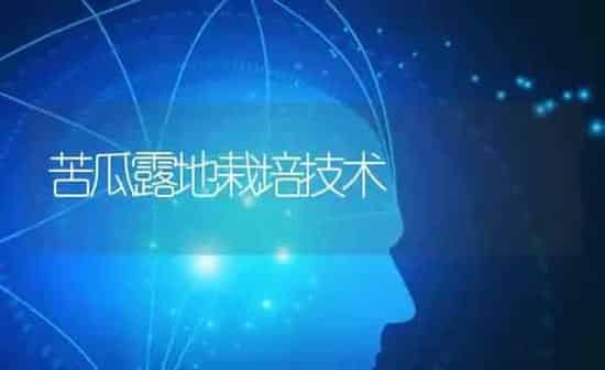苦瓜露地栽培技术 | 蔬菜种植