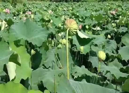 种植方法|莲子的种植方法和时间