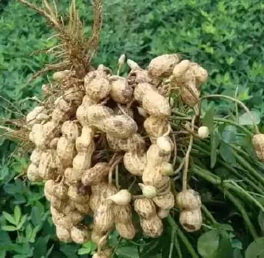 种植管理|花生什么时候收获最好，几月份是花生最佳收获时间）