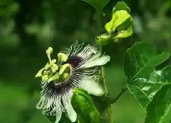 植物百科|百香果开花吗 开花什么样子