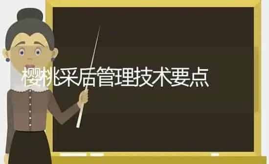 樱桃采后管理技术要点 | 瓜果种植