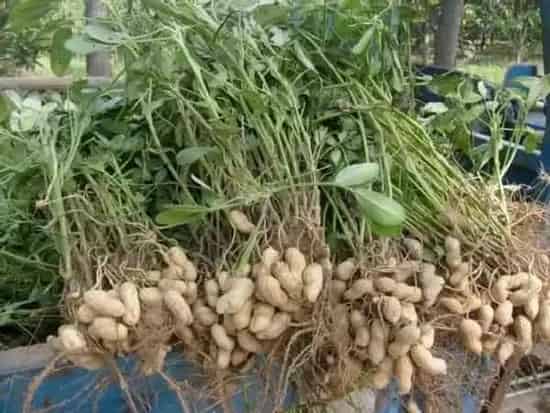种植管理|花生什么时候收获最好，几月份是花生最佳收获时间）