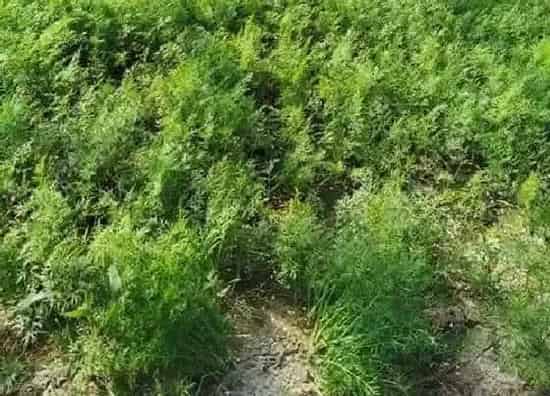 种植方法|小茴香的种植方法和时间