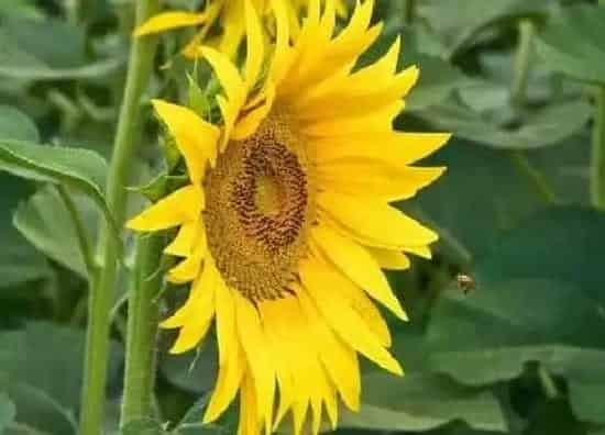种植管理|向日葵什么季节种植好