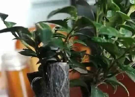 植物百科|小叶紫檀什么人不能养