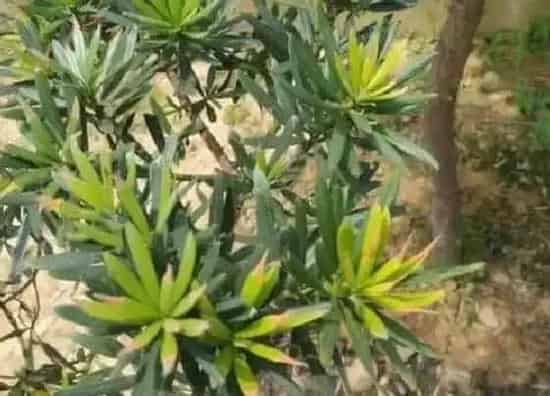植物虫害|罗汉松病虫害防治技术与方法