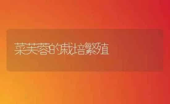 菜芙蓉的栽培繁殖 | 蔬菜种植