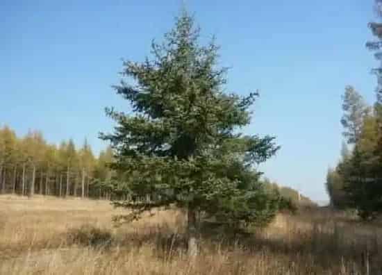 植物种类|油松是被子植物吗