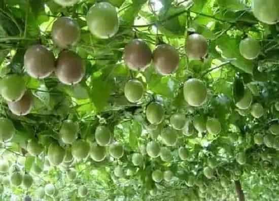 不开花|百香果为什么不开花