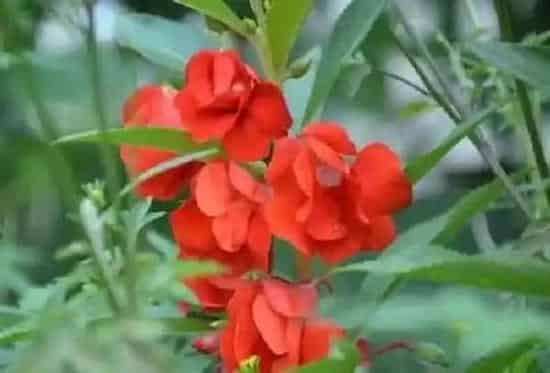 养殖方法|凤仙花怎么养家庭养法 凤仙花家里养殖方法