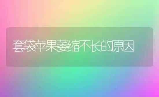 套袋苹果萎缩不长的原因 | 瓜果种植