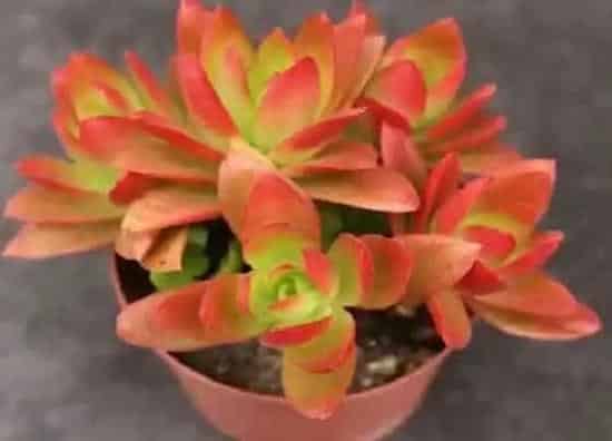 植物百科|多肉火祭的繁殖方法和注意事项 扦插与分株两大
