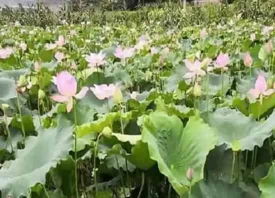 种植方法|莲子的种植方法和时间
