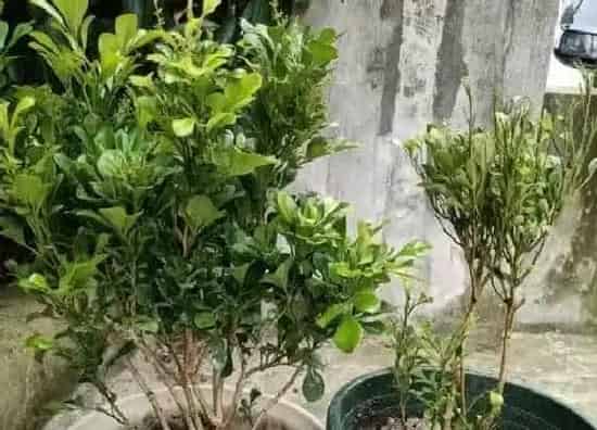 植物修剪|米兰花怎么修剪方法