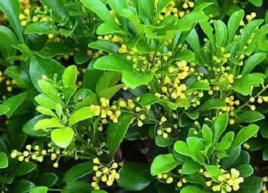 植物修剪|米兰花怎么修剪方法