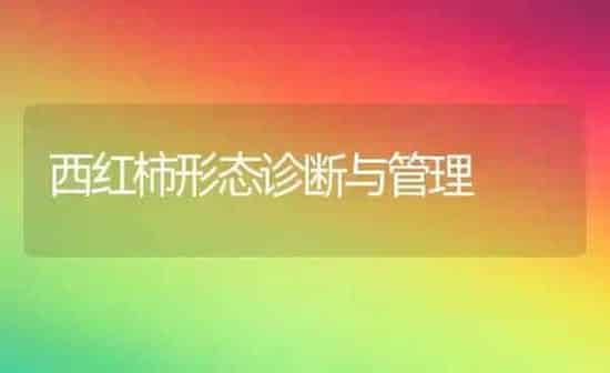 西红柿形态诊断与管理 | 蔬菜种植