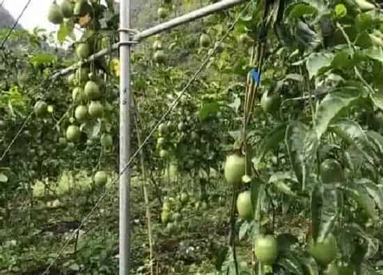 不开花|百香果为什么不开花