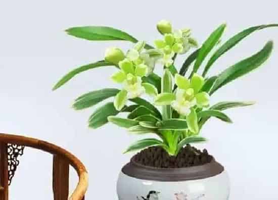 植物移栽|墨兰什么时候换盆合适