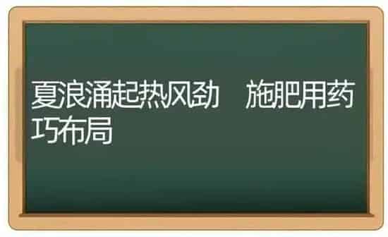 夏浪涌起热风劲 施肥用药巧布局 | 种植肥料施肥