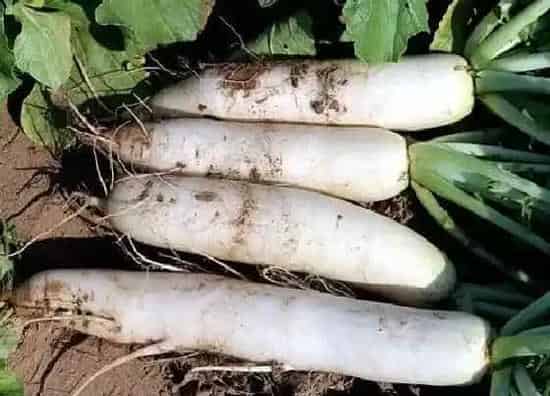 种植管理|萝卜几月份种植最好 什么时候种最合适