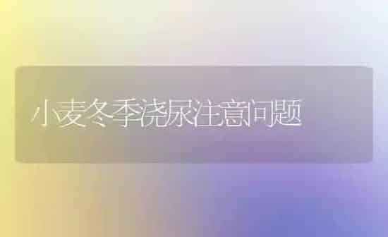 小麦冬季浇尿注意问题 | 粮油作物种植