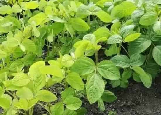 植物施肥|大豆什么时候追肥合适
