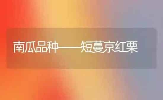 南瓜品种——短蔓京红栗 | 蔬菜种植