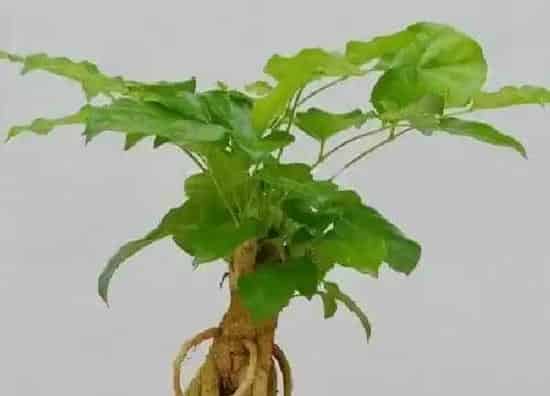 植物浇水|绿宝几天浇一次水 春夏秋冬各不同