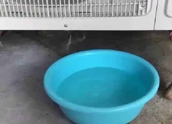 植物浇水|空调的水可以浇花吗