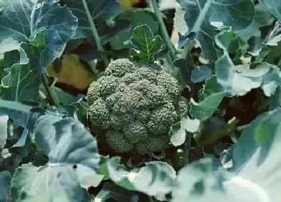 种植方法|露天西兰花种植时间和方法 什么时候种植好