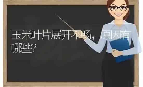 玉米叶片展开不畅，原因有哪些？ | 粮油作物种植