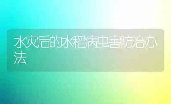 夏玉米免耕操作好处多 | 粮油作物种植