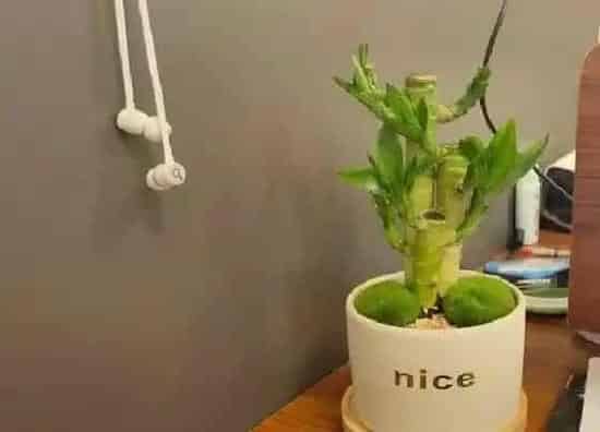 植物百科|喜欢水的花卉有哪些